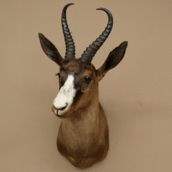 Springbok foncé Bouc Hauteur 59 cm Antilope Tête + fourrure Épaule Préparation Trophée 95.6.23