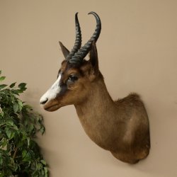 Springbok foncé Bouc Hauteur 59 cm Antilope Tête + fourrure Épaule Préparation Trophée 95.6.23