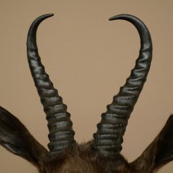 Springbok foncé Bouc Hauteur 59 cm Antilope Tête + fourrure Épaule Préparation Trophée 95.6.23