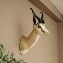 Springbok buck with silver medal HL 32 cm Height 67 cm...