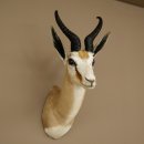 Ciervo saltarín con medalla de plata HL 32 cm Altura 67 cm Antílope Cabeza Hombros Preparado Trofeo