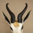 Ciervo saltarín con medalla de plata HL 32 cm Altura 67 cm Antílope Cabeza Hombros Preparado Trofeo