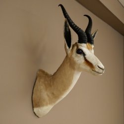 Ciervo saltarín con medalla de plata HL 32 cm Altura 67 cm Antílope Cabeza Hombros Preparado Trofeo