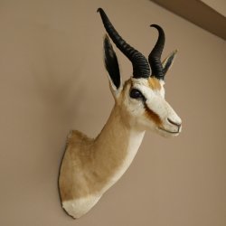 Ciervo saltarín con medalla de plata HL 32 cm Altura 67 cm Antílope Cabeza Hombros Preparado Trofeo