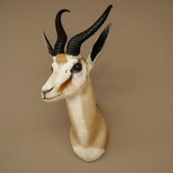 Ciervo saltarín con medalla de plata HL 32 cm Altura 67 cm Antílope Cabeza Hombros Preparado Trofeo