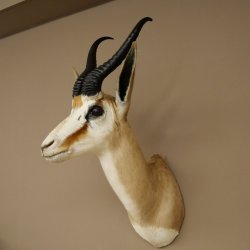 Ciervo saltarín con medalla de plata HL 32 cm Altura 67 cm Antílope Cabeza Hombros Preparado Trofeo