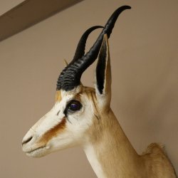 Ciervo saltarín con medalla de plata HL 32 cm Altura 67 cm Antílope Cabeza Hombros Preparado Trofeo