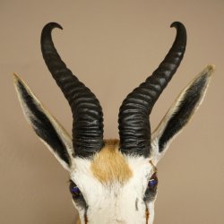 Ciervo saltarín con medalla de plata HL 32 cm Altura 67 cm Antílope Cabeza Hombros Preparado Trofeo