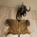White-tailed gnu Gnu Wildebeest Head + hide Shoulder...