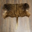 White-tailed gnu Gnu Wildebeest Head + hide Shoulder mount Head mount Height 60 cm 95.9.21