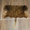White-tailed gnu Gnu Wildebeest Head + hide Shoulder mount Head mount Height 60 cm 95.9.21