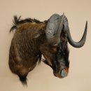 White-tailed gnu Gnu Wildebeest Head + hide Shoulder mount Head mount Height 60 cm 95.9.21