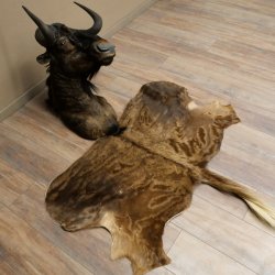 White-tailed gnu Gnu Wildebeest Head + hide Shoulder mount Head mount Height 60 cm 95.9.21