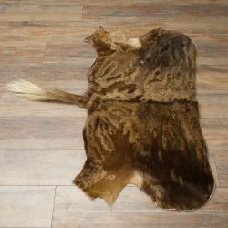 White-tailed gnu Gnu Wildebeest Head + hide Shoulder mount Head mount Height 60 cm 95.9.21