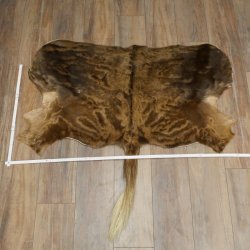White-tailed gnu Gnu Wildebeest Head + hide Shoulder mount Head mount Height 60 cm 95.9.21
