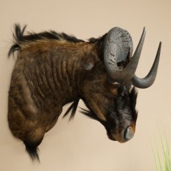 White-tailed gnu Gnu Wildebeest Head + hide Shoulder mount Head mount Height 60 cm 95.9.21