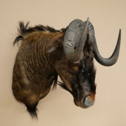 White-tailed gnu Gnu Wildebeest Head + hide Shoulder mount Head mount Height 60 cm 95.9.21