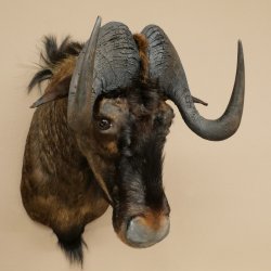 White-tailed gnu Gnu Wildebeest Head + hide Shoulder mount Head mount Height 60 cm 95.9.21