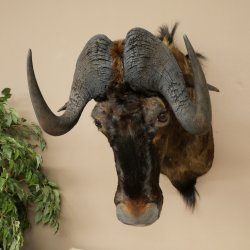 White-tailed gnu Gnu Wildebeest Head + hide Shoulder mount Head mount Height 60 cm 95.9.21