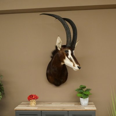 Blackbuck (Hippotragus niger) HL 92 cm Head Horns loose Shoulder Mount Africa Antelope