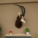 Blackbuck (Hippotragus niger) HL 92 cm Head Horns loose...