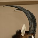 Blackbuck (Hippotragus niger) HL 92 cm Head Horns loose Shoulder Mount Africa Antelope