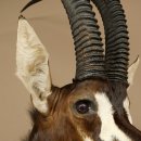 Blackbuck (Hippotragus niger) HL 92 cm Head Horns loose Shoulder Mount Africa Antelope