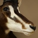 Blackbuck (Hippotragus niger) HL 92 cm Head Horns loose Shoulder Mount Africa Antelope