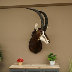 Blackbuck (Hippotragus niger) HL 92 cm Head Horns loose Shoulder Mount Africa Antelope