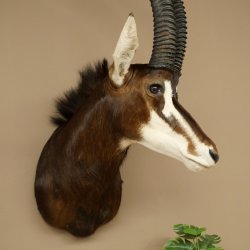 Blackbuck (Hippotragus niger) HL 92 cm Head Horns loose Shoulder Mount Africa Antelope