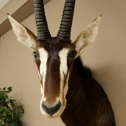 Blackbuck (Hippotragus niger) HL 92 cm Head Horns loose Shoulder Mount Africa Antelope