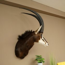 Blackbuck (Hippotragus niger) HL 92 cm Head Horns loose Shoulder Mount Africa Antelope