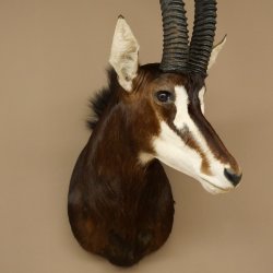 Blackbuck (Hippotragus niger) HL 92 cm Head Horns loose Shoulder Mount Africa Antelope