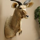 Tête de koudou, cornes détachées, antilope africaine, tête empaillée, cornes tournées, longueur des cornes 122 cm, 95.2.22