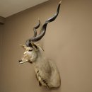 Tête de koudou, cornes détachées, antilope africaine, tête empaillée, cornes tournées, longueur des cornes 122 cm, 95.2.22