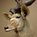 Tête de koudou, cornes détachées, antilope africaine, tête empaillée, cornes tournées, longueur des cornes 122 cm, 95.2.22