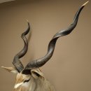 Tête de koudou, cornes détachées, antilope africaine, tête empaillée, cornes tournées, longueur des cornes 122 cm, 95.2.22