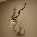 Tête de koudou, cornes détachées, antilope africaine, tête empaillée, cornes tournées, longueur des cornes 122 cm, 95.2.22
