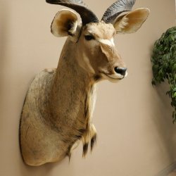 Tête de koudou, cornes détachées, antilope africaine, tête empaillée, cornes tournées, longueur des cornes 122 cm, 95.2.22