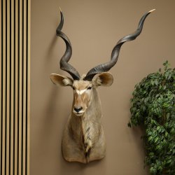Tête de koudou, cornes détachées, antilope africaine, tête empaillée, cornes tournées, longueur des cornes 122 cm, 95.2.22