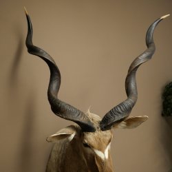 Tête de koudou, cornes détachées, antilope africaine, tête empaillée, cornes tournées, longueur des cornes 122 cm, 95.2.22