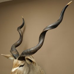 Tête de koudou, cornes détachées, antilope africaine, tête empaillée, cornes tournées, longueur des cornes 122 cm, 95.2.22