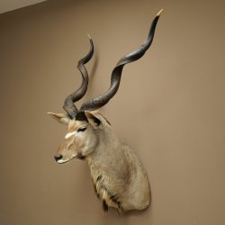 Tête de koudou, cornes détachées, antilope africaine, tête empaillée, cornes tournées, longueur des cornes 122 cm, 95.2.22