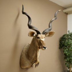 Tête de koudou, cornes détachées, antilope africaine, tête empaillée, cornes tournées, longueur des cornes 122 cm, 95.2.22