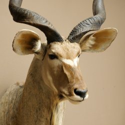 Tête de koudou, cornes détachées, antilope africaine, tête empaillée, cornes tournées, longueur des cornes 122 cm, 95.2.22