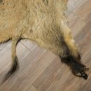 Wilde zwijnenhuid everzwijnenhuid wild zwijn zwoerd varkenszwoerd vloerkleed lengte 180 cm 87.6.41