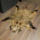 Wilde zwijnenhuid everzwijnenhuid wild zwijn zwoerd varkenszwoerd vloerkleed lengte 180 cm 87.6.41