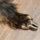 Wilde zwijnenhuid everzwijnenhuid wild zwijn zwoerd varkenszwoerd vloerkleed lengte 180 cm 87.6.41