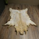 Wilde zwijnenhuid everzwijnenhuid wild zwijn zwoerd varkenszwoerd vloerkleed lengte 180 cm 87.6.41