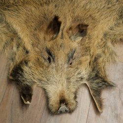 Wilde zwijnenhuid everzwijnenhuid wild zwijn zwoerd varkenszwoerd vloerkleed lengte 180 cm 87.6.41